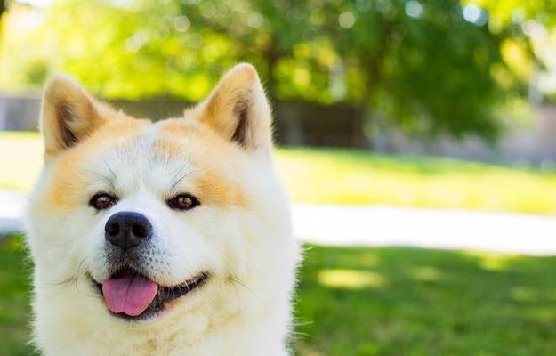 探秘秋田犬背毛为何呈现黑色（揭秘背毛颜色的遗传机制及进化意义）