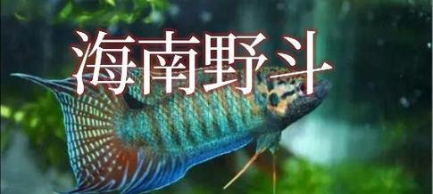 室外养鱼的注意事项（打造健康的鱼缸生态环境，让鱼儿欢快成长）