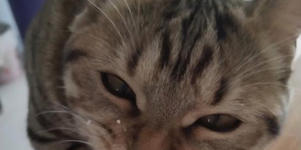 猫咪为什么喜欢喝酸奶？（揭秘猫咪对酸奶的喜爱与益处）