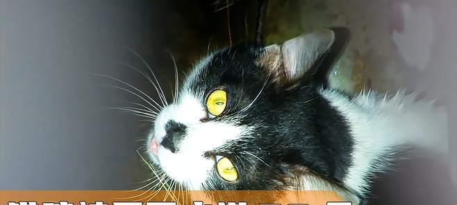 为什么不能和猫共厕？（猫砂盆与厕所的区别及对人类健康的影响）