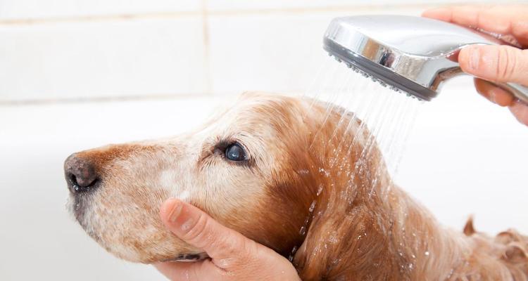 金毛幼犬呕吐拉稀的原因及处理方法（了解金毛幼犬呕吐拉稀的常见原因，掌握正确处理方法）