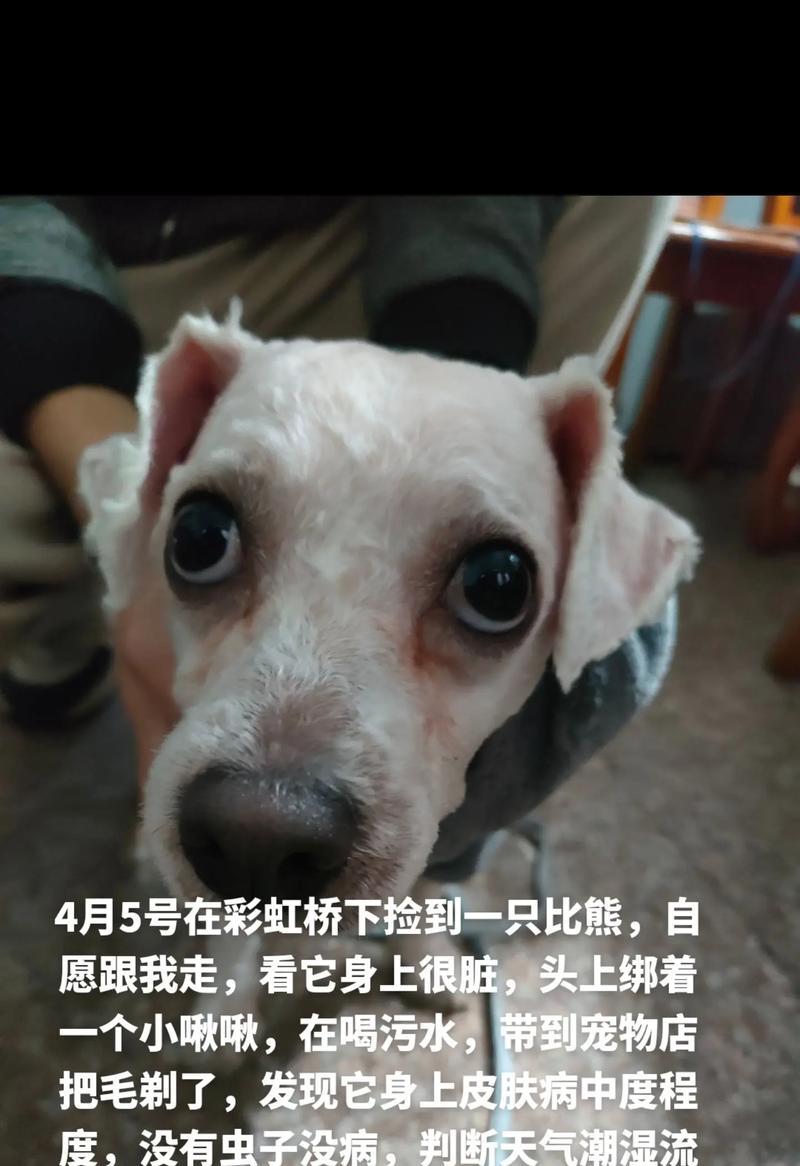 为什么比熊走一会就走不动了？（探索比熊运动疲劳的原因及解决方法）