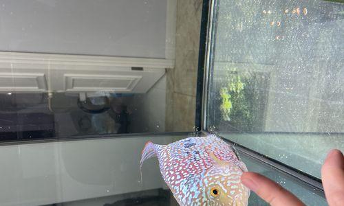 养罗汉鱼，饲料选择关键知识！（罗汉鱼饲料选择的关键因素及注意事项）