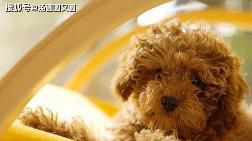 泰迪犬尿黄的原因及预防方法（了解泰迪犬尿黄的问题及如何维持其健康）