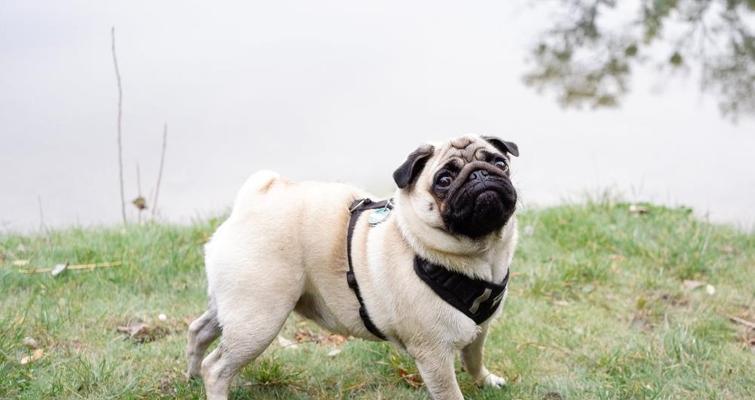 霸气十足的狗——罗威纳犬的风采（纵览罗威纳犬的威严与力量，感受它们的无敌霸气）