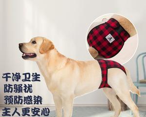 宠物金毛的月经期护理（关爱宠物健康，从月经期开始）
