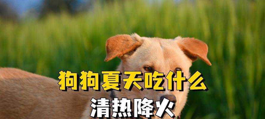 小狗降火食谱大揭秘（探秘小狗降火食物，健康饮食保护它的健康）