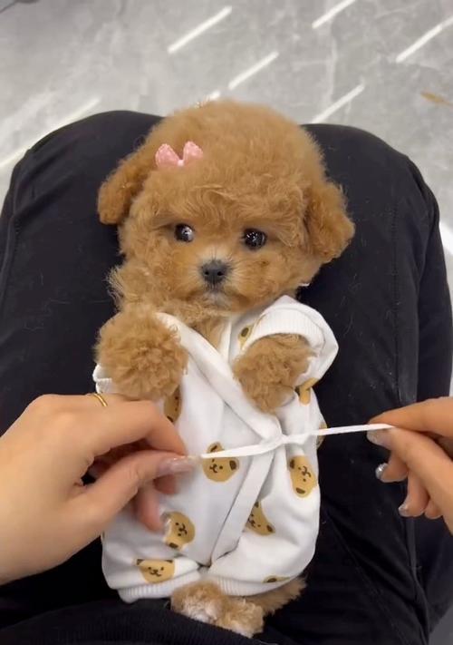 如何准备泰迪幼犬的到来（打造舒适安全的家庭环境，为新成员做好准备）