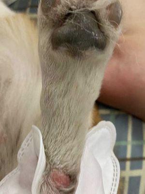 狗狗脚出现问题的原因及治疗方法（探究狗狗脚部问题的根源与解决之道）