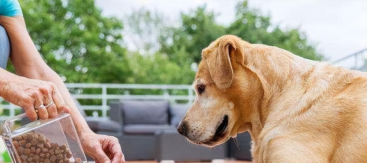 如何科学喂养大型犬幼犬（合理营养摄入，健康成长）