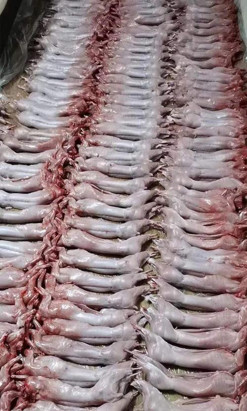 豚鼠为什么咬兔子？（揭开豚鼠捕食兔子的谜团）