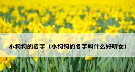 《狗狗取名，找到最好听的名字大全！》