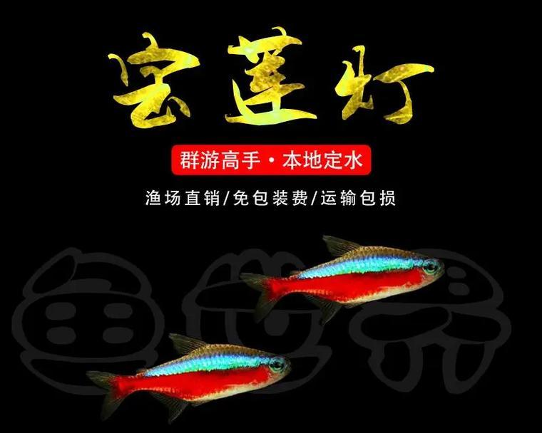 以鲫鱼为主的交通规则（红绿灯下的鲫鱼之舞）
