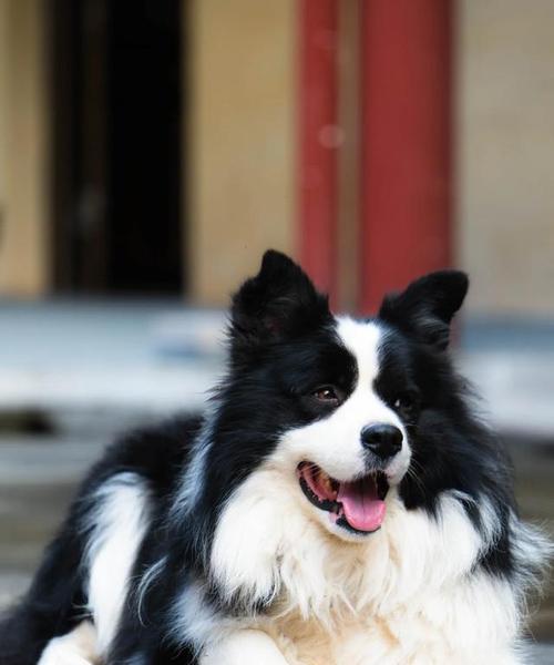 选择掉毛少的小型犬，让你的家庭更整洁（了解这些小型犬的关键信息，摆脱困扰）