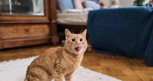 猫咪为什么会对着地方叫？（探索猫咪对着地方叫的原因与意义）