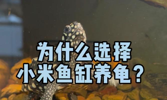 养乌龟的益处——与小动物共同成长（培养责任心与寻找心灵的伴侣）