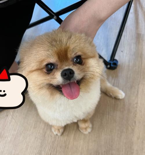 以萨摩腿长（了解以萨摩犬长腿品种及其独特之处）