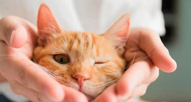 小猫咪老是叫，是为什么？（探究小猫咪叫声的原因与解决方法）