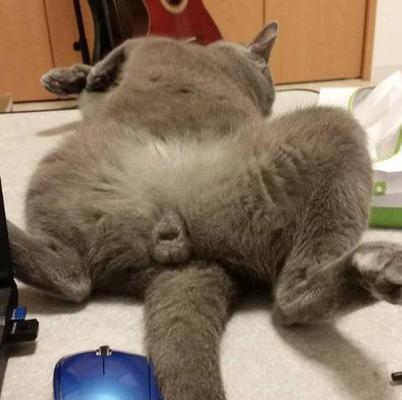 探讨为什么要给猫割蛋（割蛋对猫的健康和行为的影响）