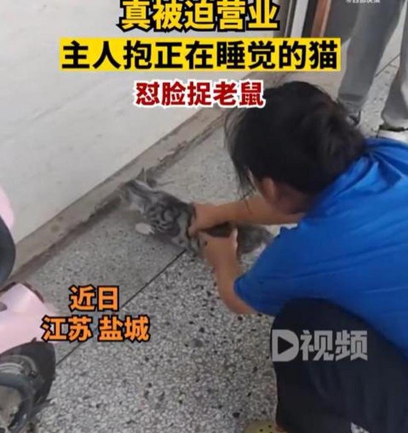 猫类中的捕鼠高手——哪种猫最适合抓老鼠？（从品种特点到猫咪技巧，探索最佳捕鼠猫咪的选择。）