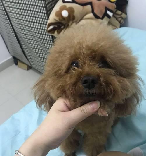 泰迪四个月，为何一无所会？（探究泰迪犬四个月时的学习困境及应对方法）