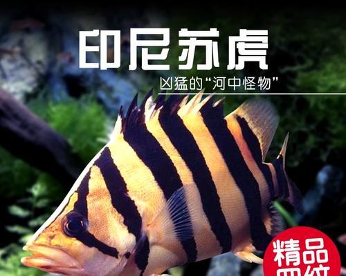 虎鱼与观赏鱼的混养之道（优雅与力量的融合，水族世界的瑰宝）