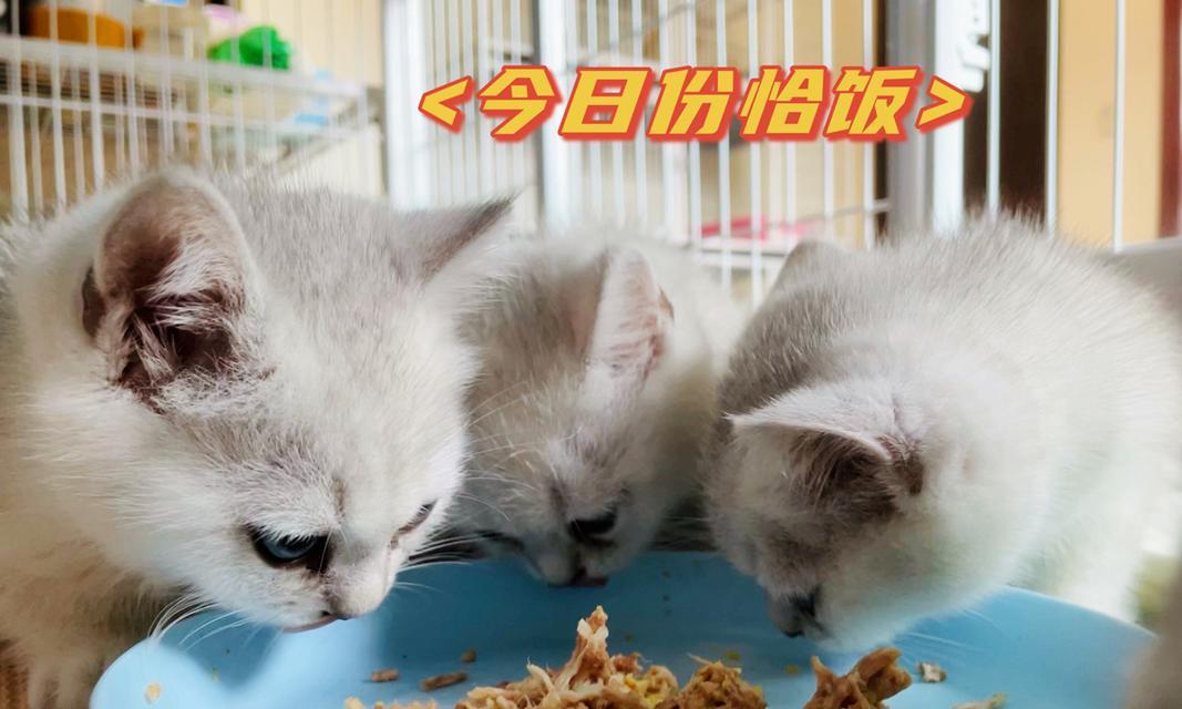 奶猫的饮食禁忌（了解奶猫的饮食禁忌，让它们健康成长）
