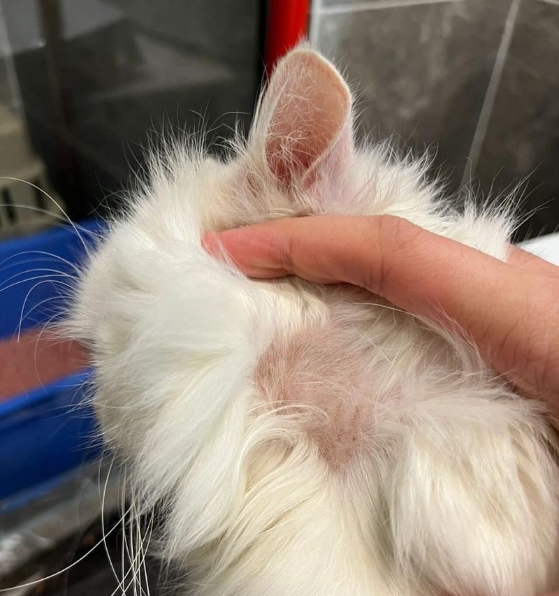 探究猫脖子皮屑的原因和治疗方法（了解猫脖子皮屑的外观及其解决方案）