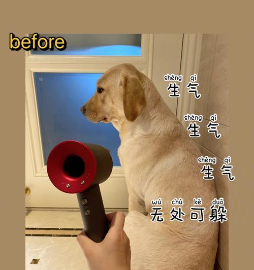 为何狗狗害怕吹风？（探索狗狗对吹风的恐惧与原因）