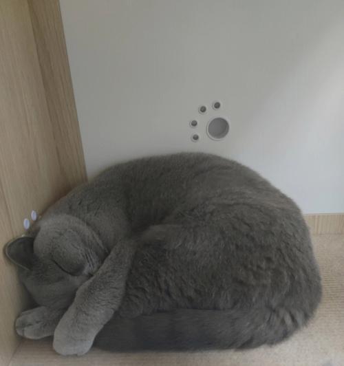探究打了猫的头不吃东西的原因（了解猫咪行为背后的心理因素）