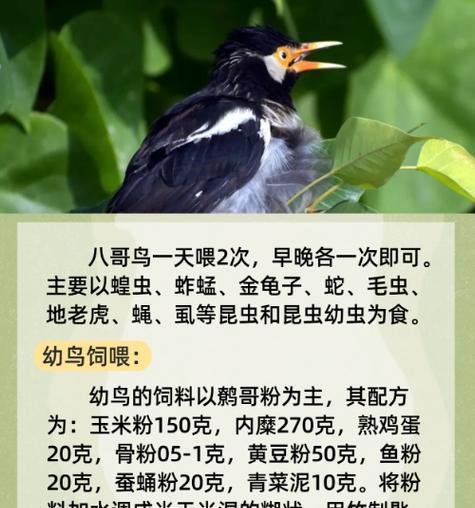 八哥雏鸟的食物选择及喂养技巧（探究八哥雏鸟的饮食需求和饲养要点）