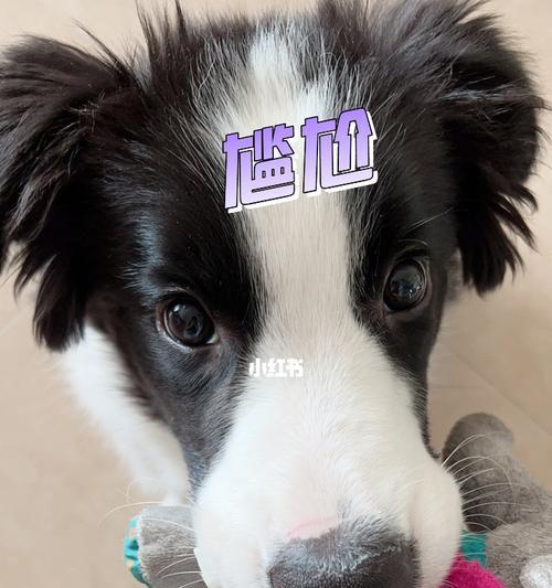 探索边牧幼犬脱胎毛的时机及注意事项（了解边牧幼犬脱胎毛的周期和相关护理知识）