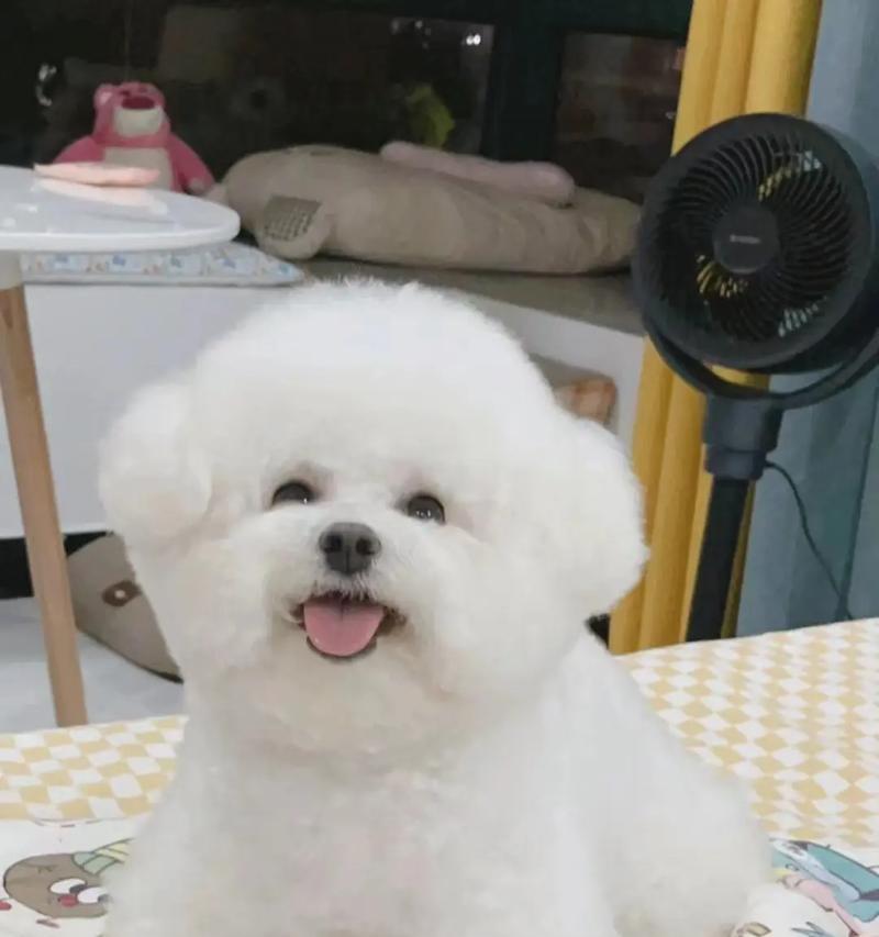 明星喜养的狗种类有哪些？（揭秘明星养狗的趋势和品种选择）
