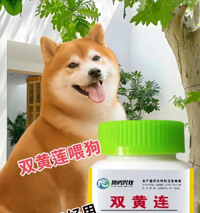狗狗干咳干呕如何选择合适的药物进行治疗？（了解狗狗干咳干呕症状及药物选择，保护它们的健康。）