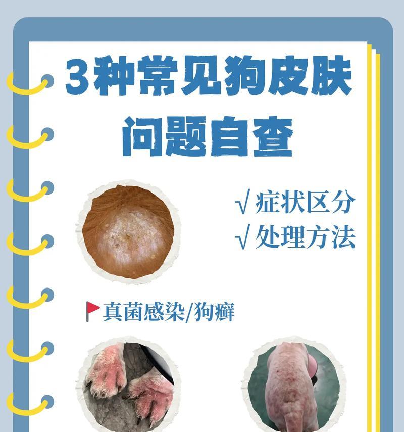 狗狗皮肤病的成因及预防措施（探究导致狗狗皮肤病的原因，提供有效的预防方法）