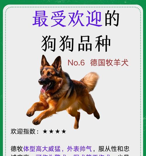 探究狗长寿命的关键因素（寻找长寿狗的秘密，了解其养护要点）