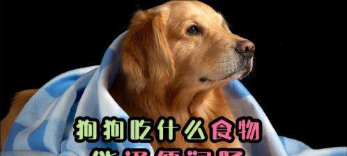 关于狗狗通便的饮食建议（了解狗狗通便问题并提供有效的饮食方案）