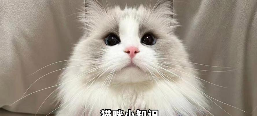 猫猫软便的原因及处理方法（揭开猫猫软便的真相，保护爱宠健康）