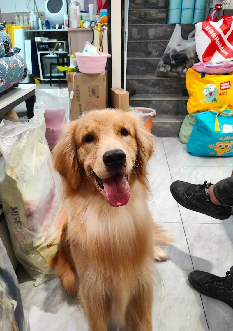 一个月后的金毛宝宝——成长与变化（探索金毛宝宝在一个多月内外貌和行为的变化，以及关键阶段的）