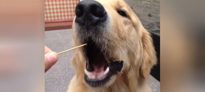 金毛两个月可以吃什么水果？（健康饮食对幼犬成长的重要性）