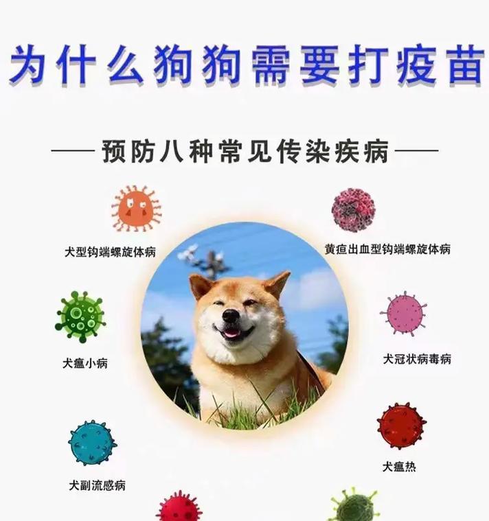 狗与犬瘟（揭开狗犬瘟之谜，探寻保护宠物的关键）