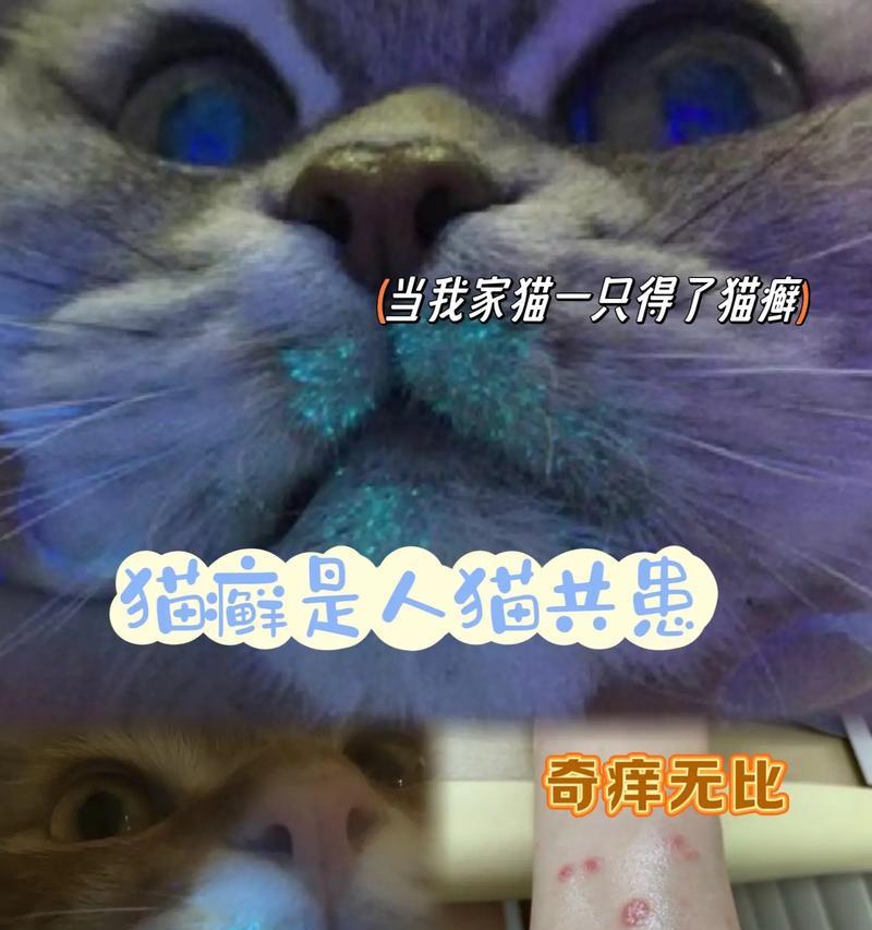 猫癣（探索猫癣的原因、症状和治疗方法）