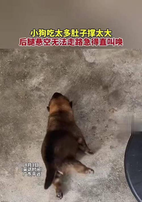 狗狗为什么不能吃太撑？（探究狗狗饮食过量的危害及预防措施）