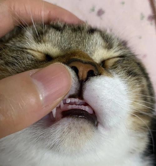 神秘而美丽的露牙猫（探秘露牙猫的异样之处）
