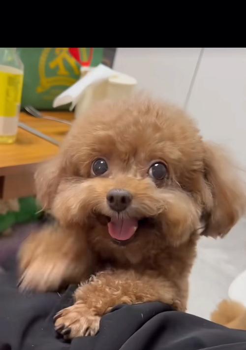 宠物泰迪三岁时需要打哪些疫苗？（保护泰迪健康，预防常见疾病，了解三岁泰迪需要接种的疫苗）