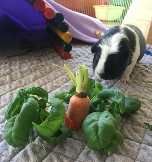 荷兰猪的饮食乐园——花草篇（探秘荷兰猪喜欢吃的花草，满足它们的味蕾与健康成长）