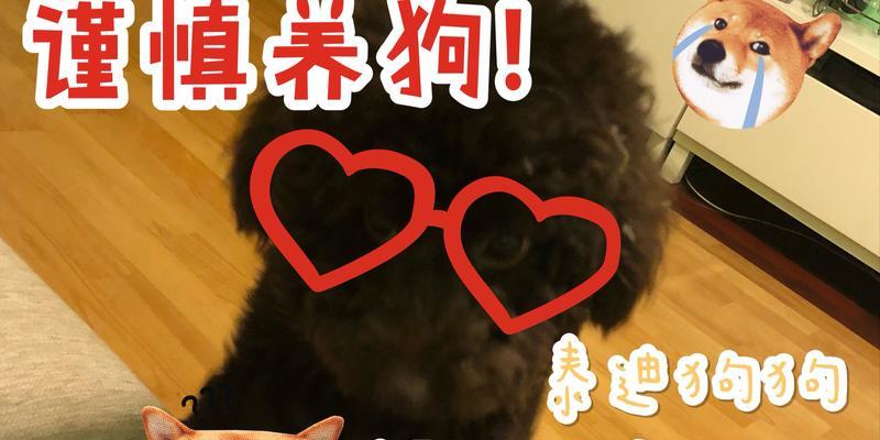 泰迪狗扑上来代表的意思是什么？（了解泰迪狗扑上来背后的含义与心理）