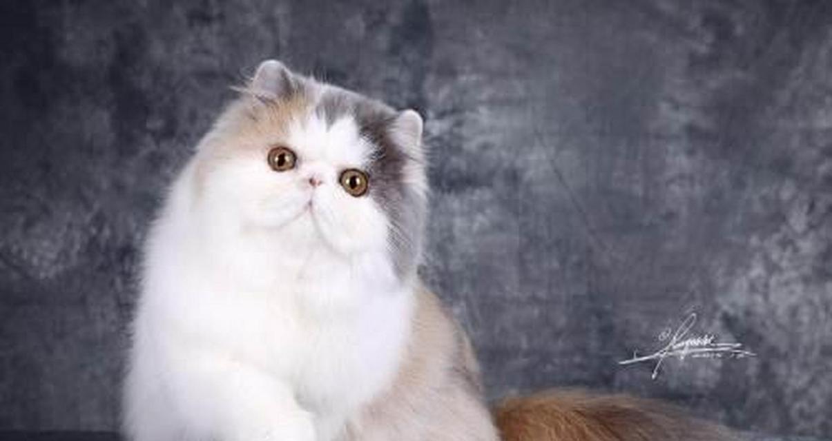 揭秘加菲猫的品种之谜（探索加菲猫的神秘血统与独特魅力）