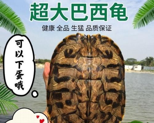 了解巴西乌龟的重要注意事项（如何正确饲养和照顾巴西乌龟）