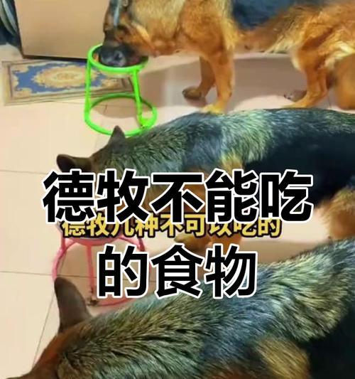 牧羊犬的饮食偏好（探索牧羊犬最喜欢的食物和饮食习惯）